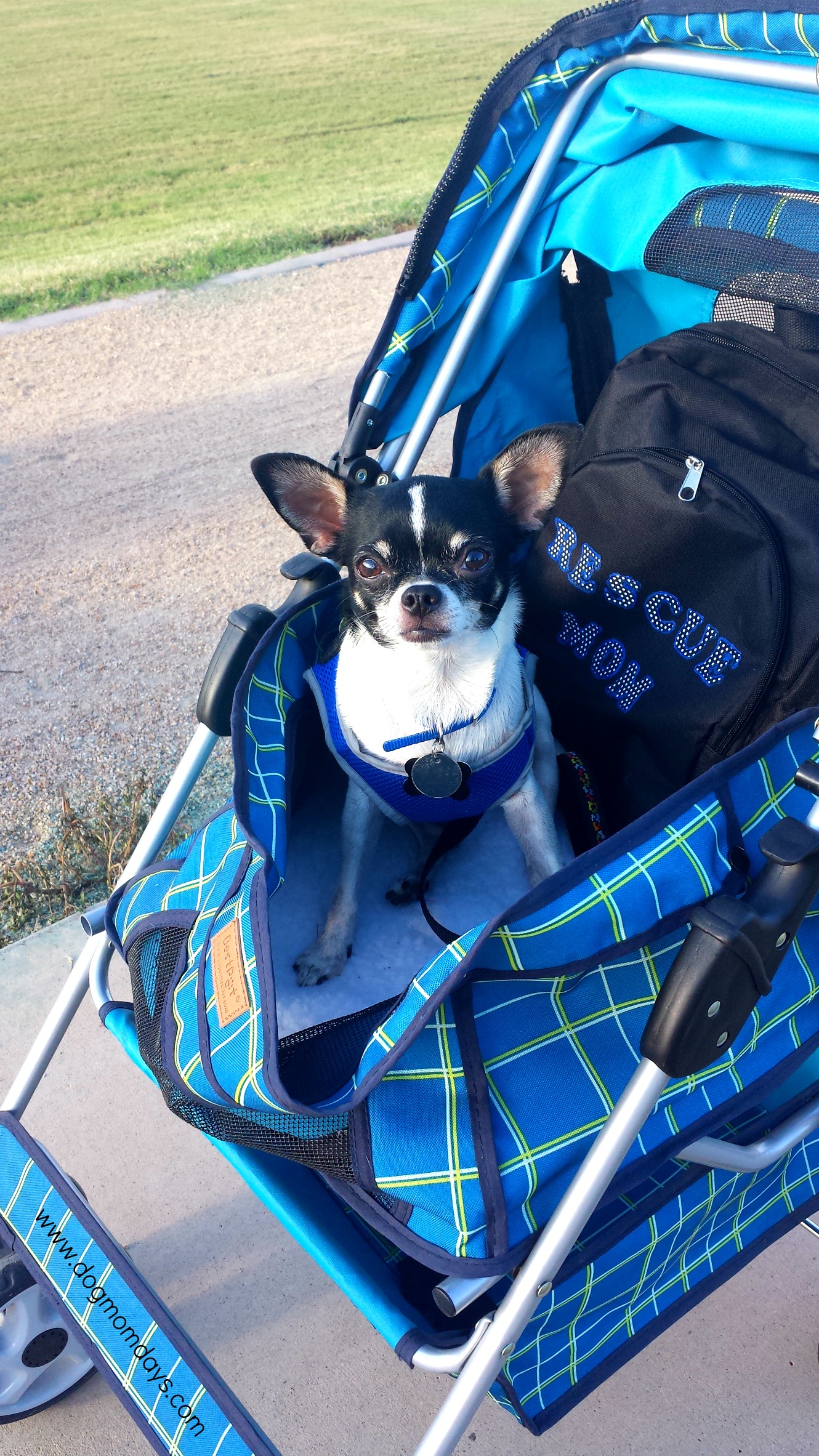 the benefits of using a dog stroller