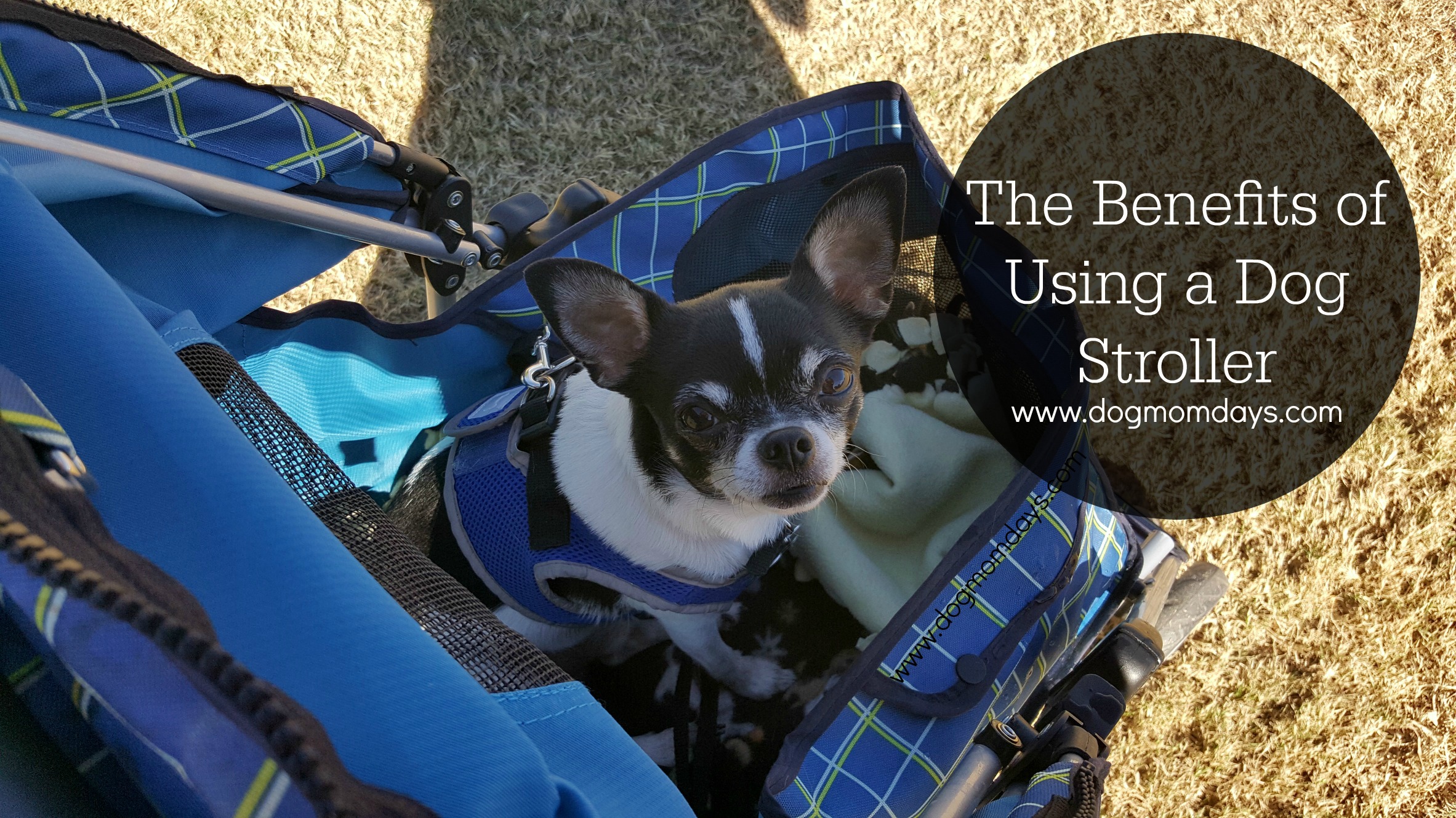The benefits of using a dog stroller