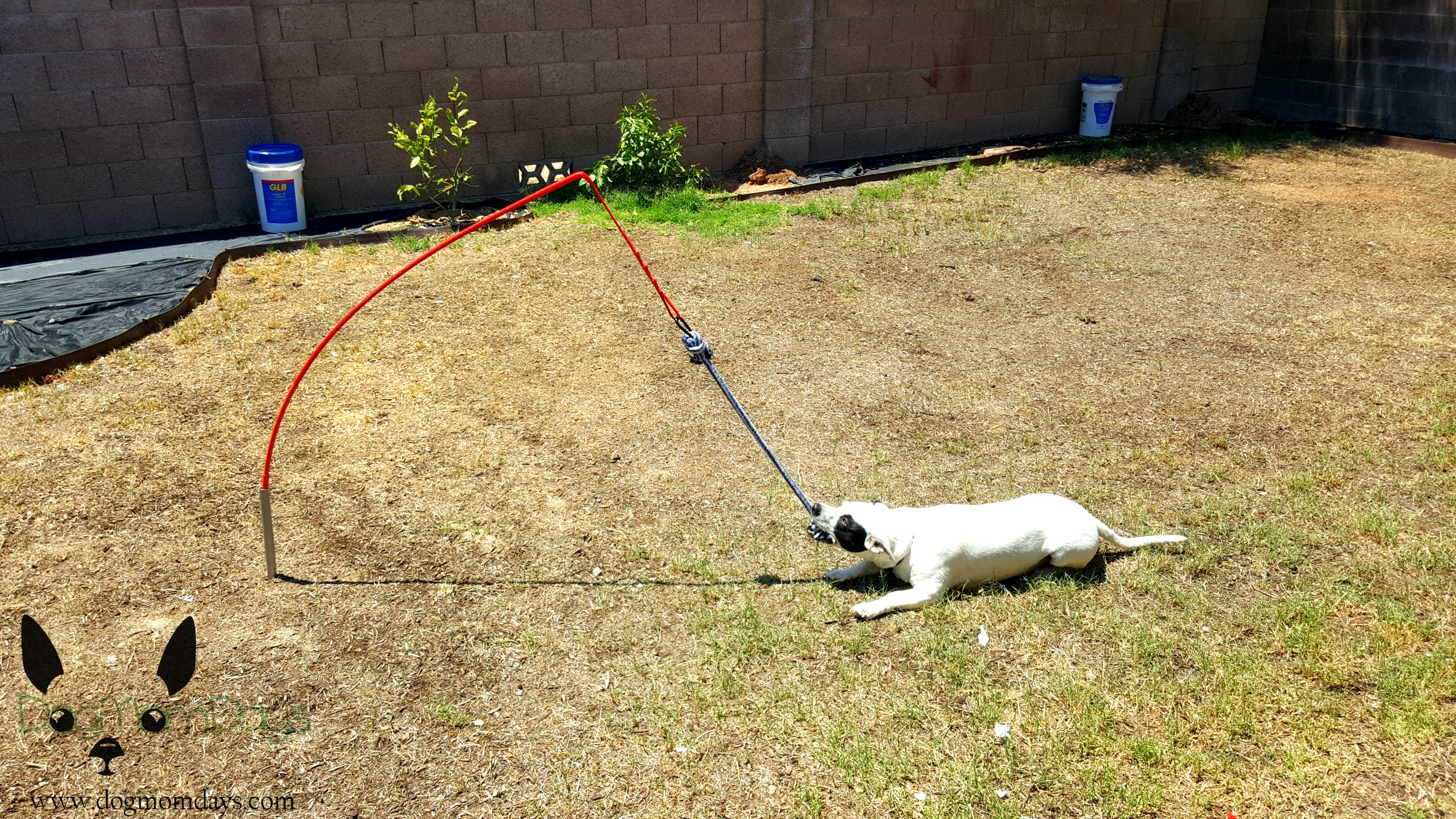 Have an energetic dog with high toy drive? Tether Tug is for them