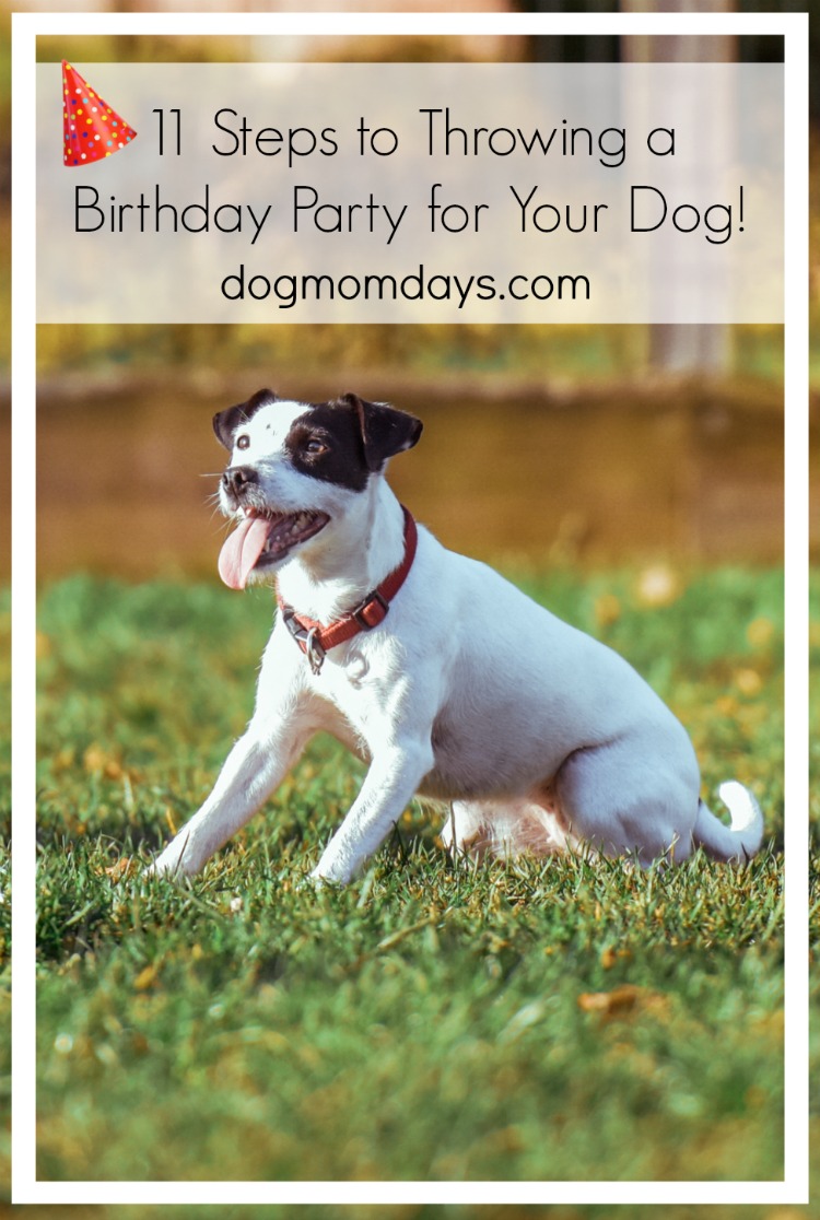 birthday party for your dog