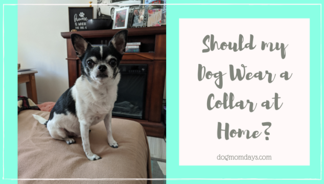 should my dog wear a collar at home