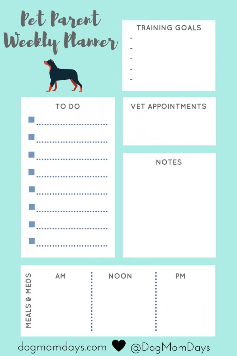 how-to-make-a-schedule-for-your-dog-and-why-it-s-important-dog-mom-days