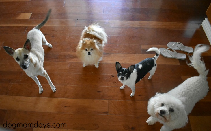 four dogs posing for a photo