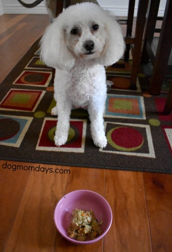 poodle waiting to eat NomNomNow