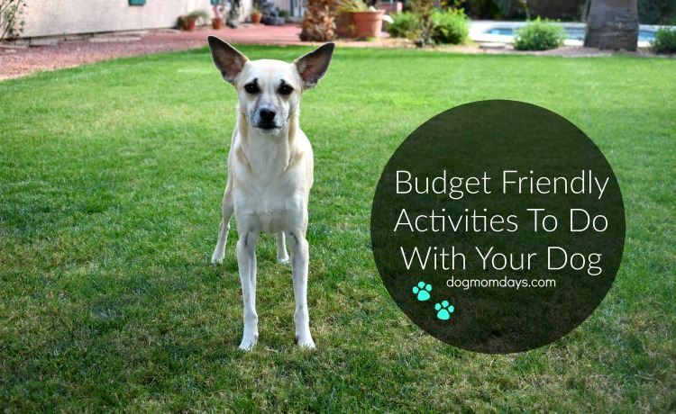 budget friendly activities you can do with your dog