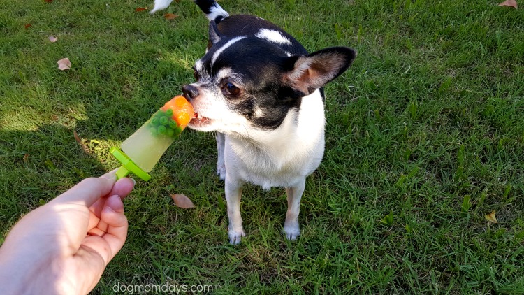 DIY Chicken Pupsicles for Dogs