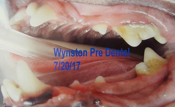 Wynston's dental surgery recap