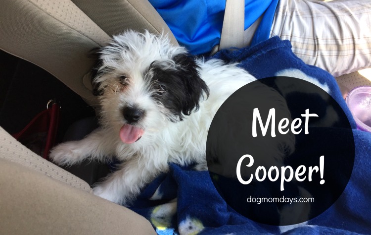meet Cooper