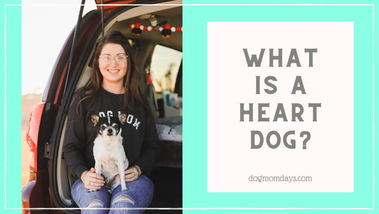 What is a heart dog?