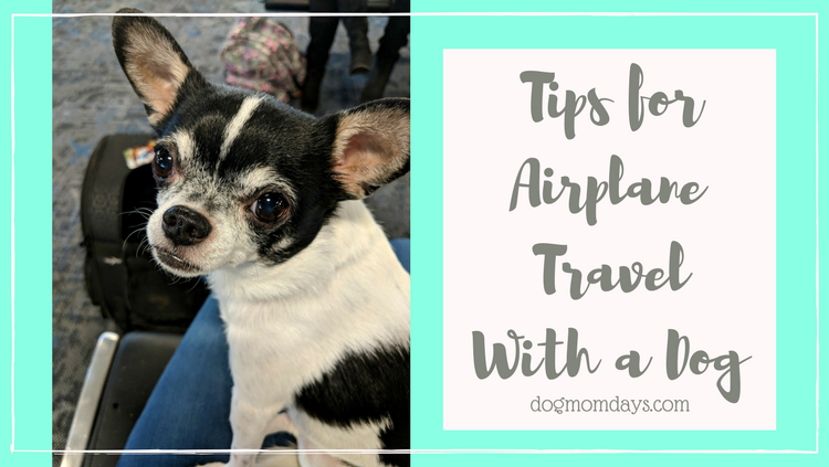 tips for traveling on an airplane with a dog