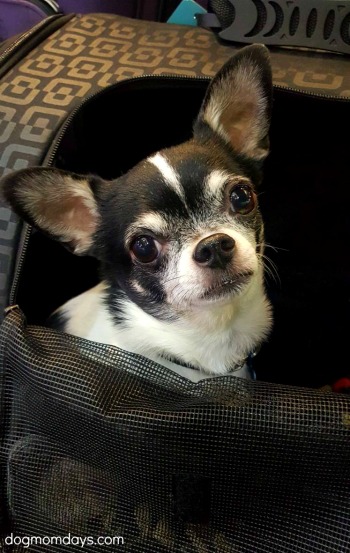 tips for traveling on an airplane with a dog