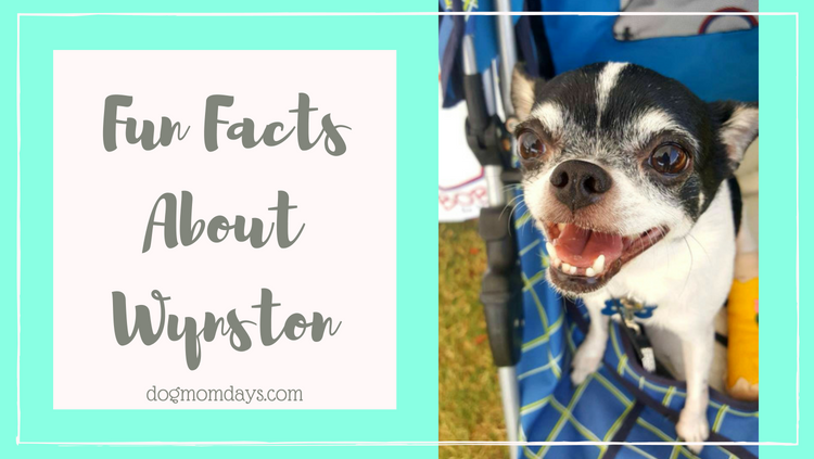 Fun Facts About Wynston