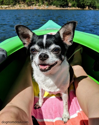 beginner tips for kayaking with dogs