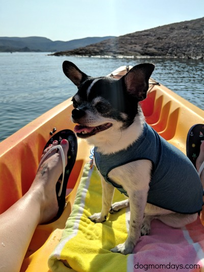 kayaking with dogs at Lake Pleasant