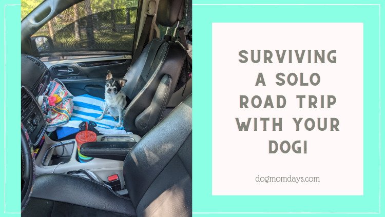 Surviving a solo road trip with your dog
