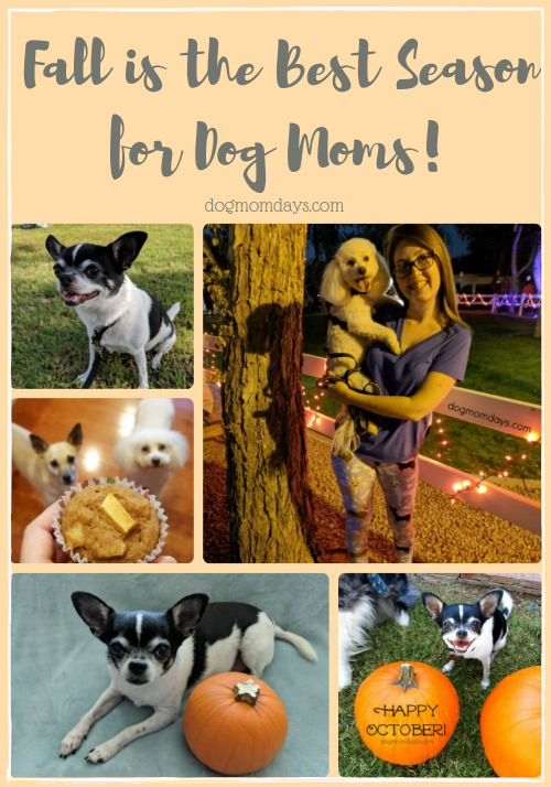 Why fall is the best season for dog moms