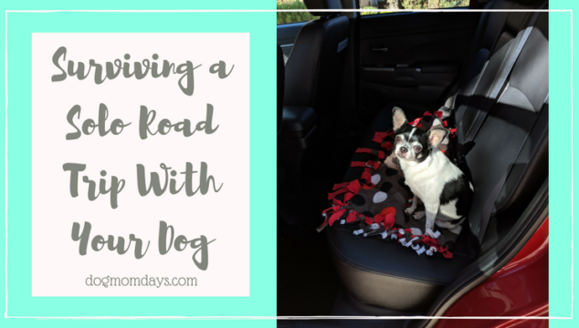 surviving a solo road trip with your dog