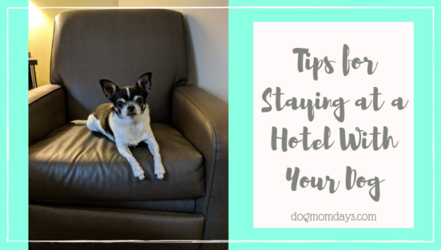 tips for staying at a hotel with your dog