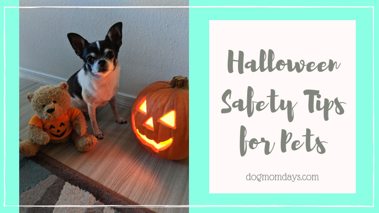 Halloween Safety Tips for Pets