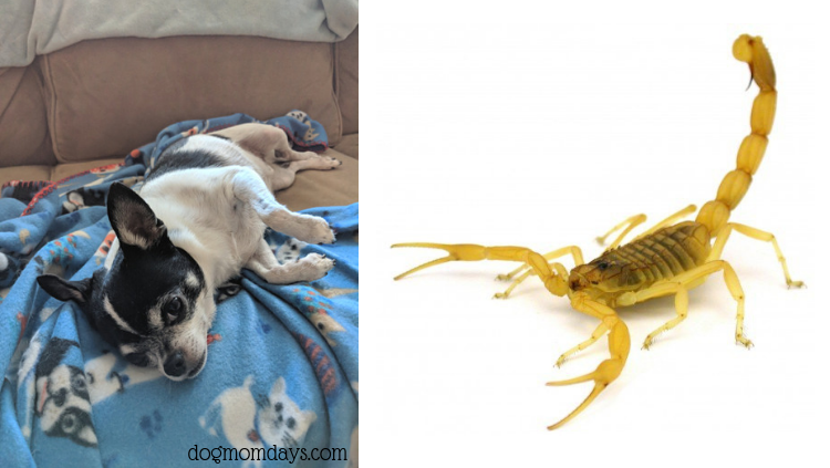 What to Do if Your Dog Gets Stung By a Scorpion