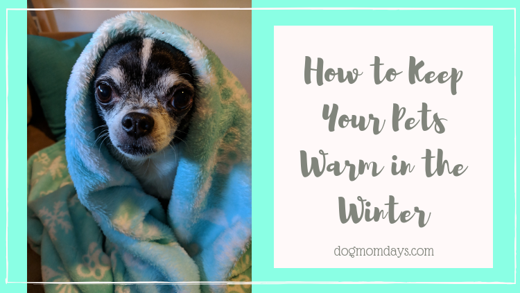 keep your dog warm in the winter