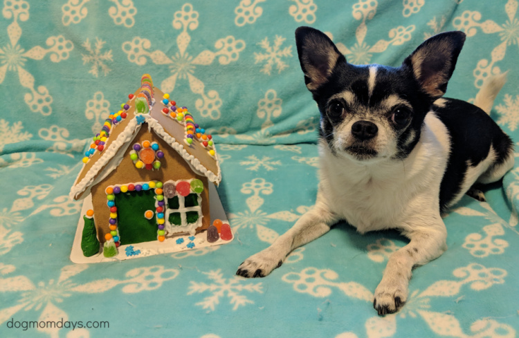budget-friendly holiday activities to do with your dog