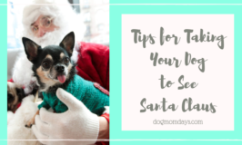 tips for taking your dog to see Santa