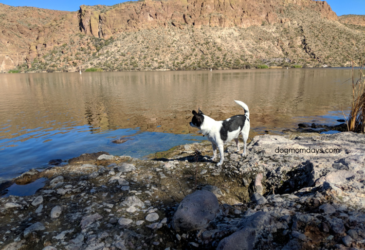 dog-friendly Canyon Lake, AZ