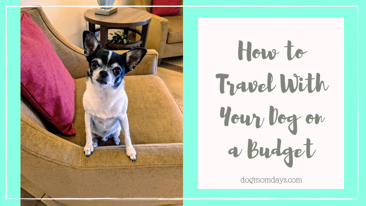 how to travel with your dog on a budget