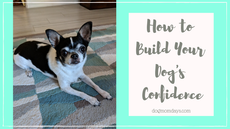 ways to build your dog's confidence