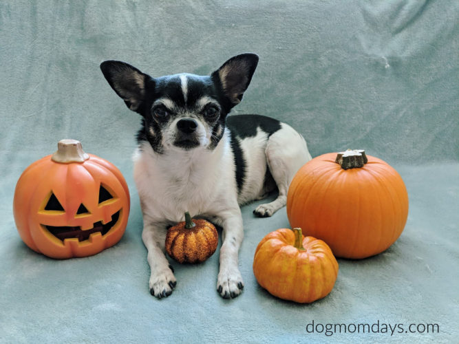 fall activities to do with your dog
