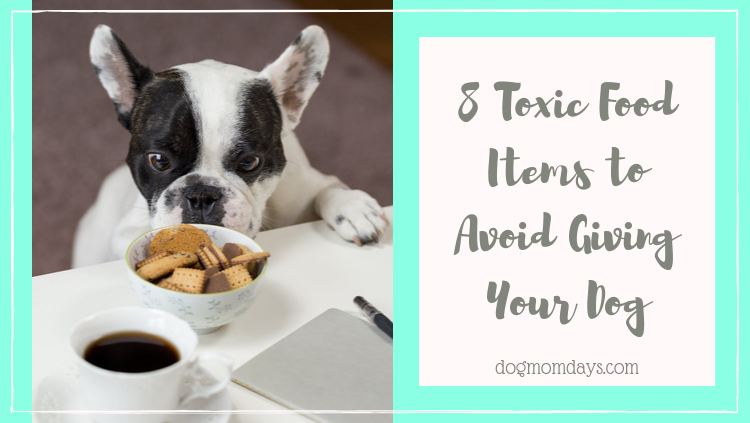 toxic food items to avoid giving your dog
