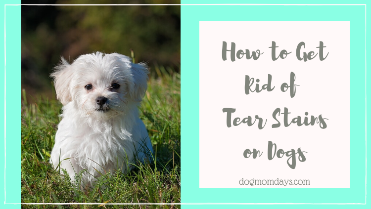 how to get rid of tear stains on dogs