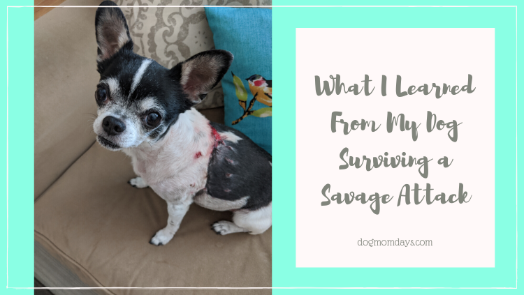 What I learned from my dog surviving a savage attack
