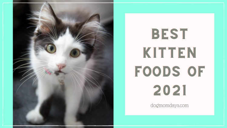 Top 6 Best Kitten Foods of 2021