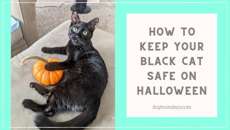 How to Keep Your Black Cat Safe on Halloween