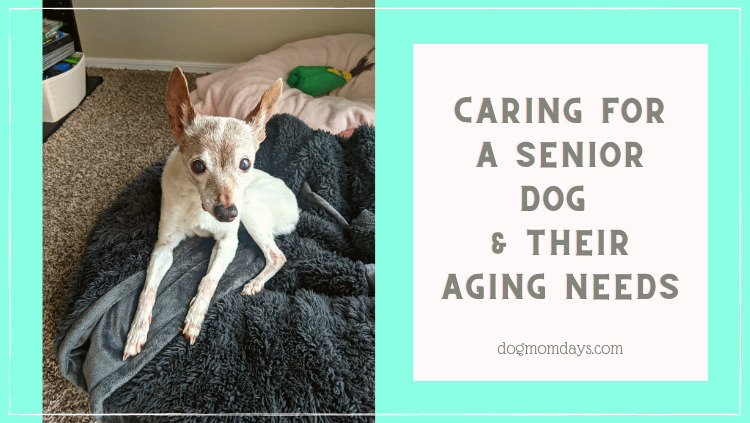 Caring for a Senior Dog: Adapting to Suit Their Aging Needs